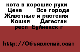 кота в хорошие руки › Цена ­ 0 - Все города Животные и растения » Кошки   . Дагестан респ.,Буйнакск г.